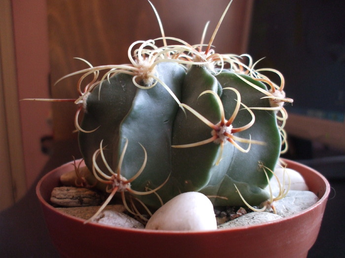 Ferocactus hystrix - cactusii mei