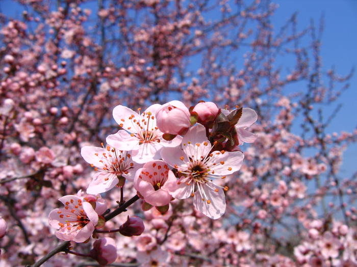 IMG_8255 - primavara 2009