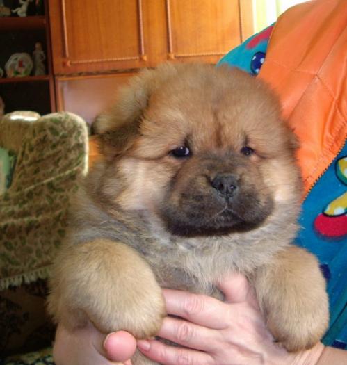 IMGP1389 - Chow-chow