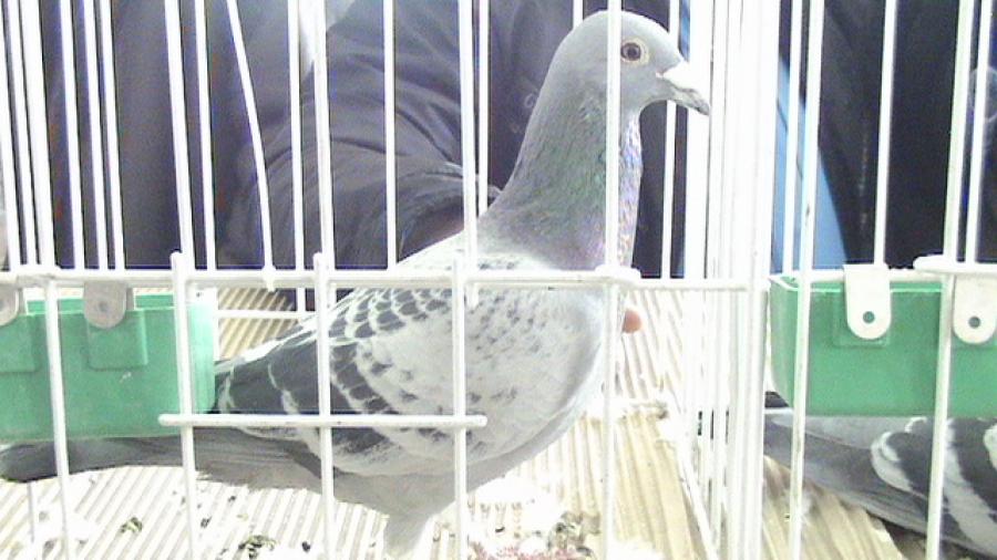 Copy (2) of Picture 1045