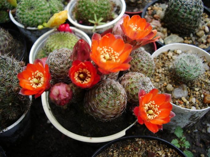 Mediolobivia