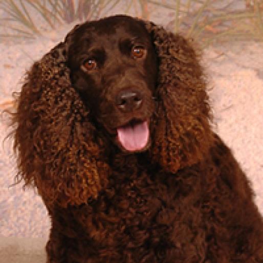 SPANIEL DE APA AMERICAN