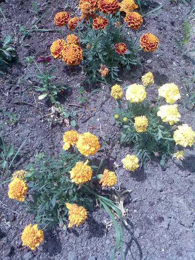 craite pitice; Tagetes patula nana
