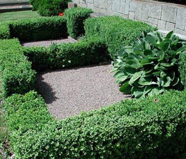 BUXUS SEMPERVIRENS-MERISOR - Arbusti