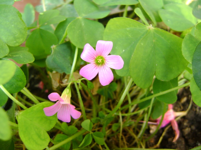 DSC03131 - Oxalis