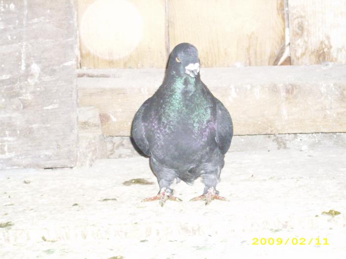 mascul 2006 - nastase