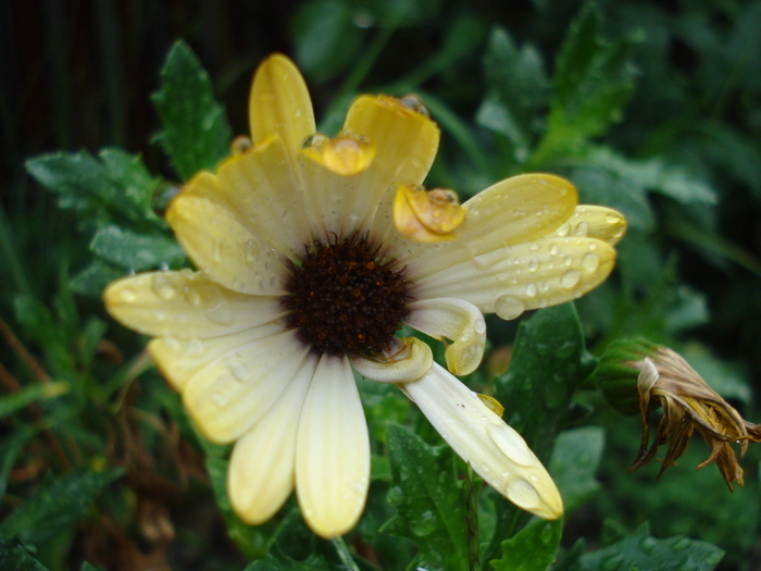 Daisy Sunny Amanda (2009, Aug.31) - 08 Garden in August