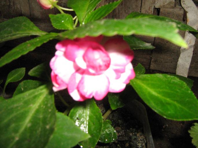 impatiens - floricele