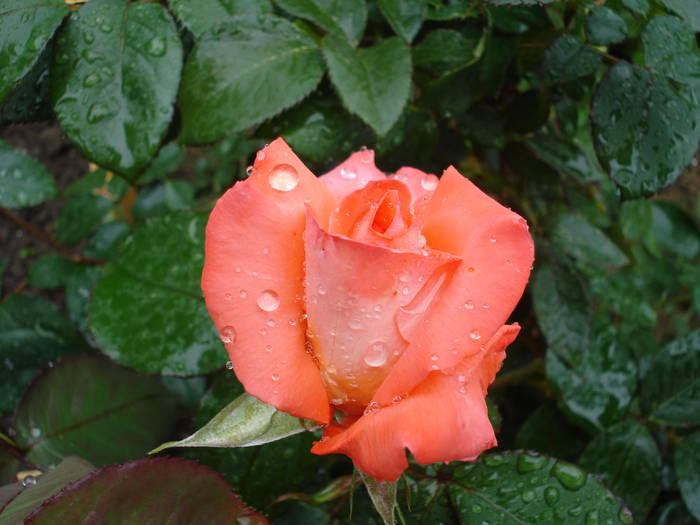 Rose Artistry (2009, May 13)