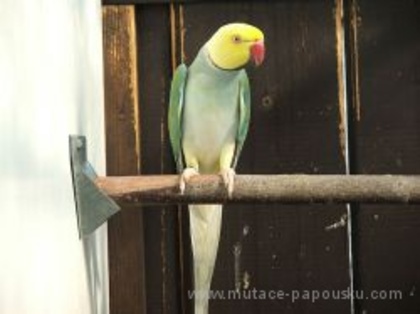 small_10_pastelovy_zlutohlavy_zlutoocasy[1] - papagali deosebiti