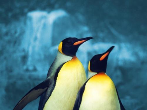 Poze cu Pinguini_ Poza Pinguin_ Imagini Pinguini Simpatici_ Wallpaper Pinguin 4[1] - poze cu pesti si pinguini