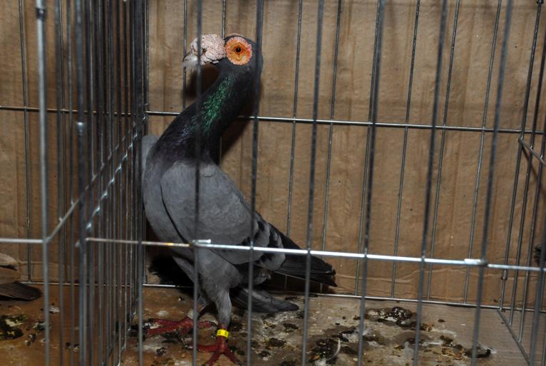 DSC_3993 - Campioni Expo TM1