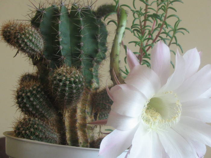 Echinopsis hb -  iulie 2009 - Cactusi