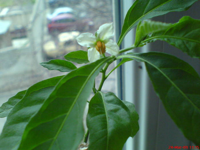 DSC02819 - solanum