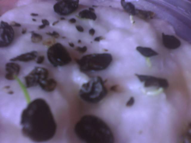 IMG_0671; seminte hipeastrum
