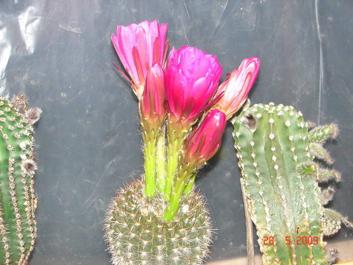 DSC05883