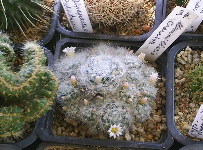 Mammillaria crassior - cactusi -nu le mai am
