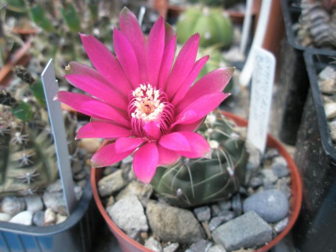 Gymnocalycium baldianum - floare