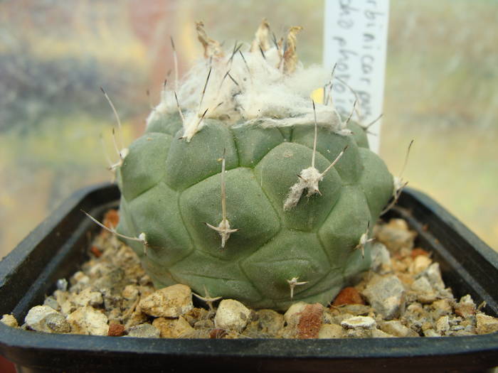 Turbinicarpus lophophoroides