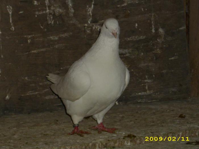 femela 2008 - nastase