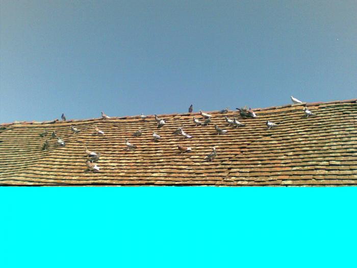 hggh (10) - Porumbei voiajori