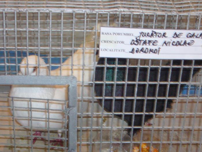 Picture 054 - Expozitia Columbofilia Traditie Si Pasiune din DOROHOI tinuta in perioada 15-20 februarie 2009