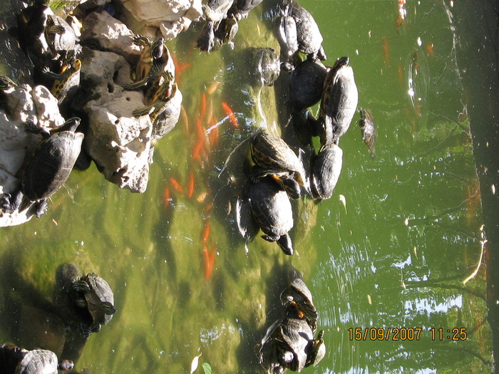 IMG_0432 - 2007 - atena - continuare