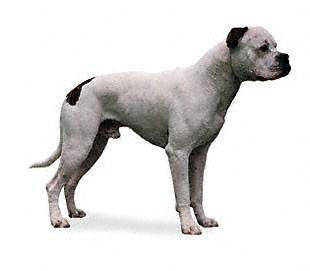 american_bulldog