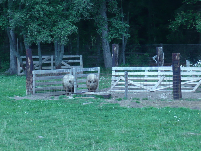 SUPER PORCI - CONCEDIU JOSENI SEPTEMBRIE 2009