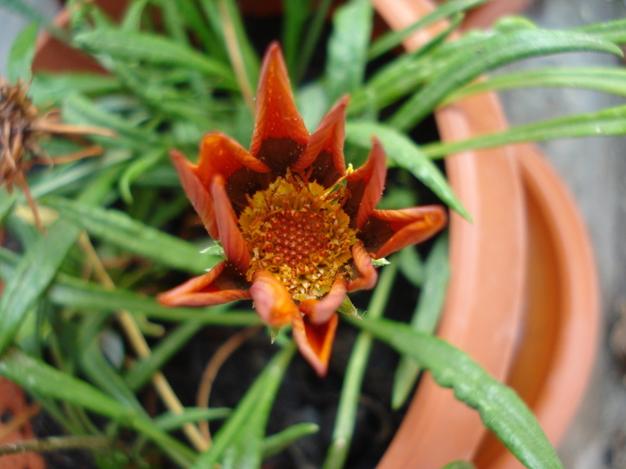 Gazania_Treasure Flower (2009, Aug.29)