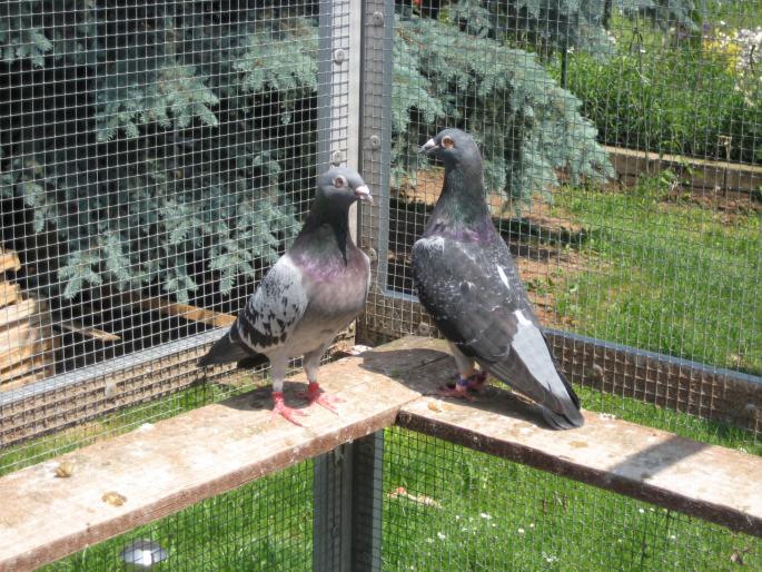 Perechea 20.Desmeth Mathis+Janssen - CRESCATORIA MEA