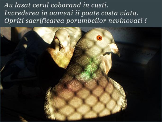 Asked lowering left in cages,the trust in people can cost lives.Stop killing innocent pigeons - Stop sacrificarea lasati porumbei sa zboare--Stop the slaughter let to fly pigeons