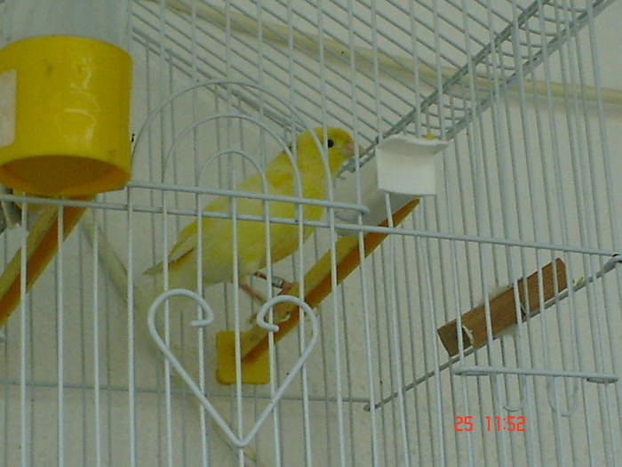 DSC03469 - PASARI CARE NU LE MAI AM - CANARI