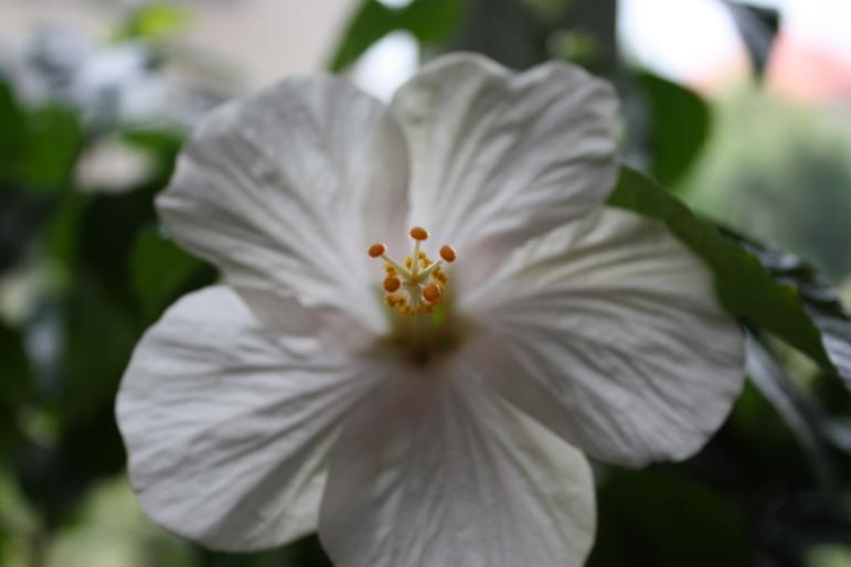 Hibiscus-Sunny Cities San Remo