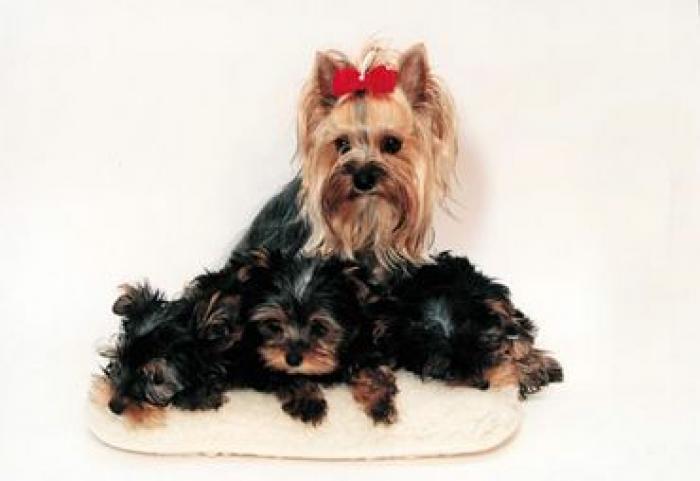 catei26 - poze animale