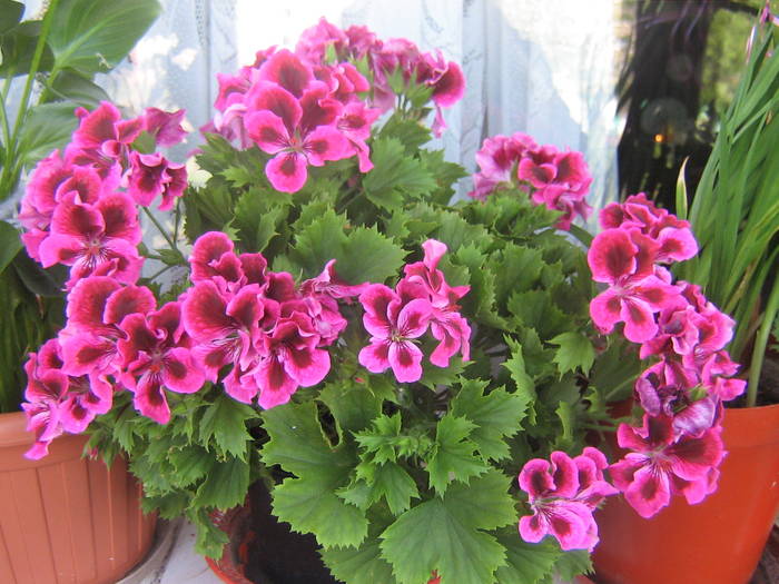 phottos 135 - Flowers