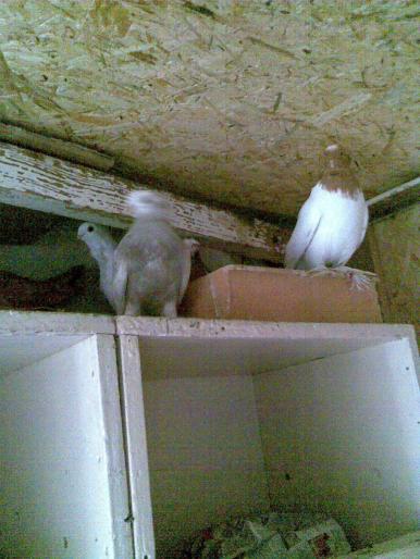 grup - jucatori- culbutant