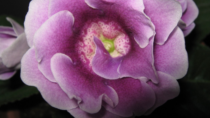 gloxenia; detaliu floare
