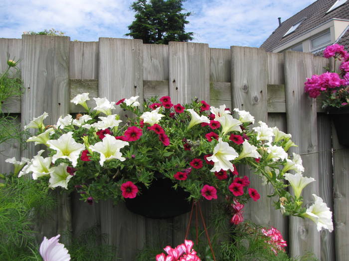 Petunia Lime & Calibrachoa 1 aug 2009 - combinatii in ghivece