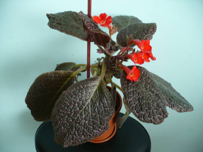 P1110459 - Episcia 2009 - 2010 - 2012 - 2014