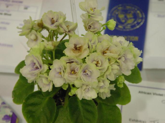 Thunder_Surprise_2005avsa - violete de pe net 1