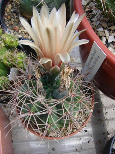 Gymnocalycium neohuberi - Cactusi la Mangalia