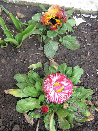 panseluta si banutel - flori de gradina 2009