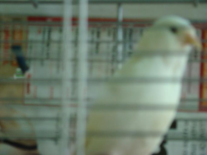 DSC00662 - 18-05-2008