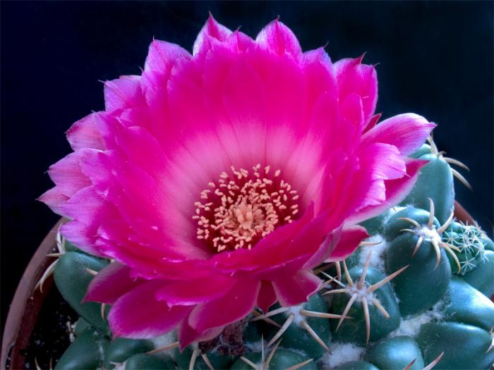 CoryphanthaElephantides2 - Cactusi care m-au impresionat prin frumusete
