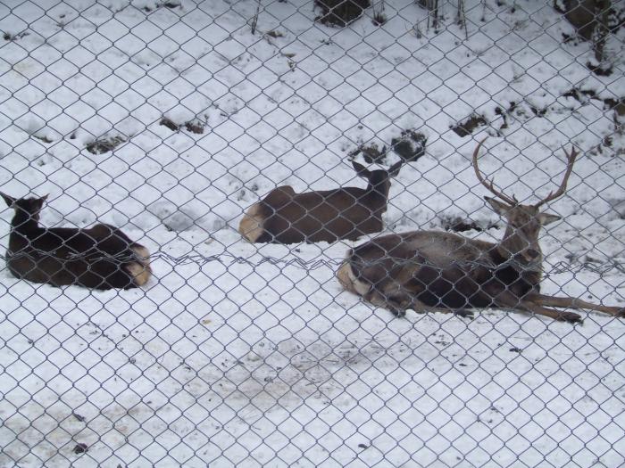 DSCF4720 - poiana zinelor