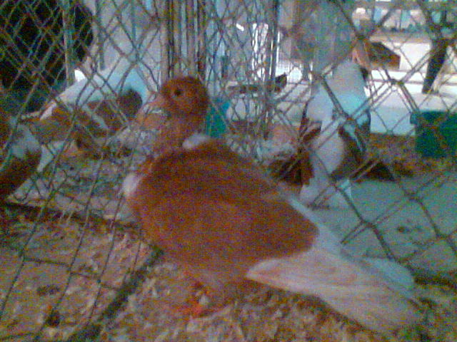 Imag034 - EXPO SATU MARE 2009