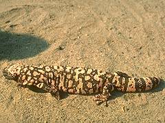 110 - poze muuuuuuuuuuuuuulte