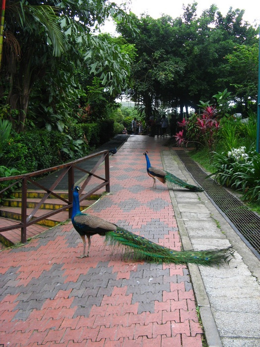 IMG_0272 - 2_1 - Kuala Lumpur Bird Park