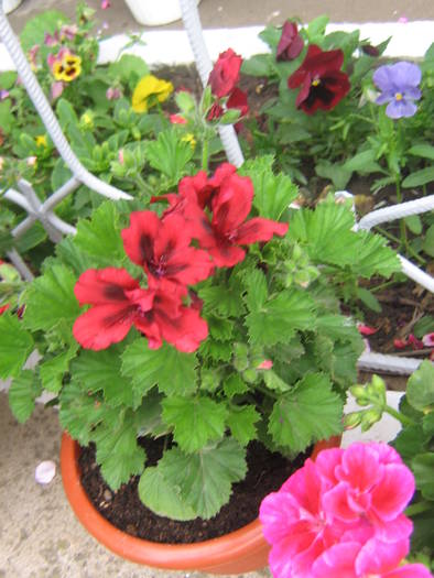 18 mai 071 - muscate 2009